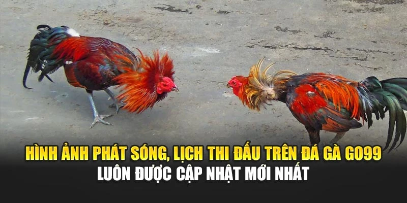 Hình ảnh phát sóng, lịch thi đấu trên đá gà GO99 luôn được cập nhật mới nhất