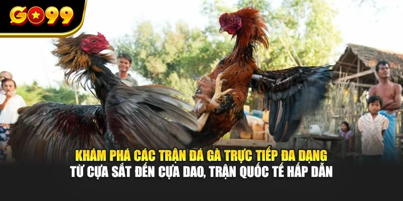 Khám phá các trận đá gà trực tiếp Thomo đa dạng từ cựa sắt đến cựa dao, trận quốc tế hấp dẫn
