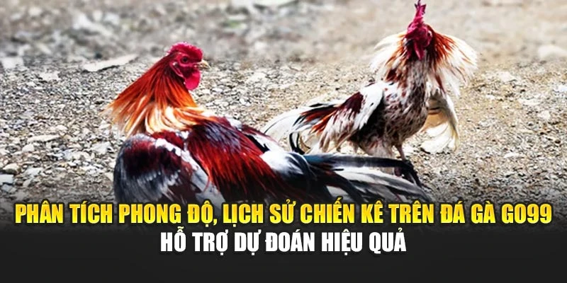 Phân tích phong độ, lịch sử chiến kê trên đá gà GO99 hỗ trợ dự đoán hiệu quả