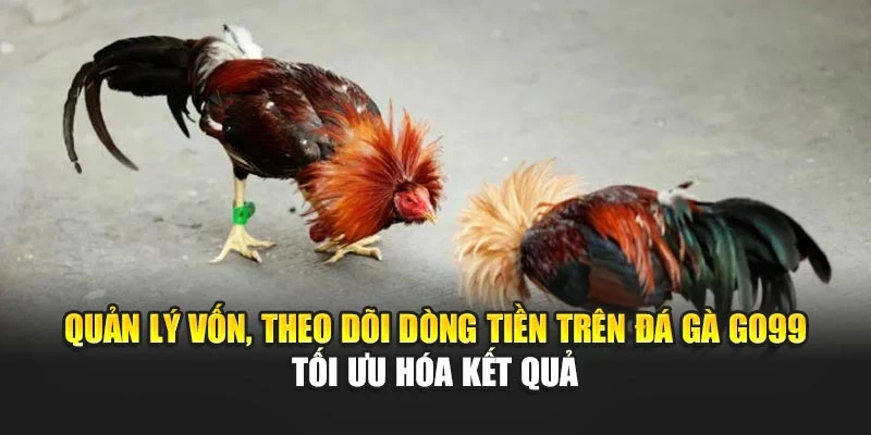 Quản lý vốn, theo dõi dòng tiền trên đá gà GO99 tối ưu hóa kết quả